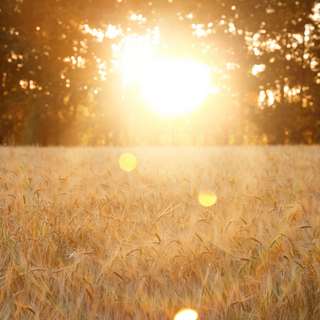 Summer Field Photo