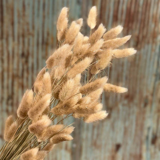Tan Bunny Tails | Faux Floral