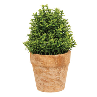 Potted Mini Boxwood