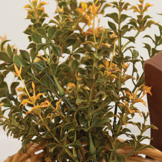 Golden Trumpet Bush - 13"