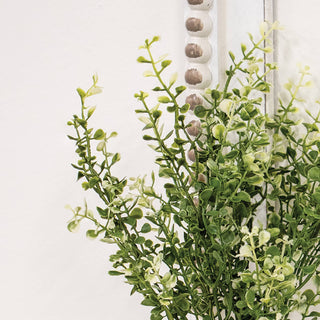 Cream Tipped Baby's Grass Bush - 14"