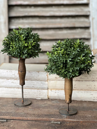 New England Boxwood Half Sphere | 7" | Everyday Greenery