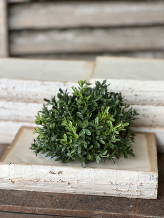 New England Boxwood Half Sphere | 7" | Everyday Greenery